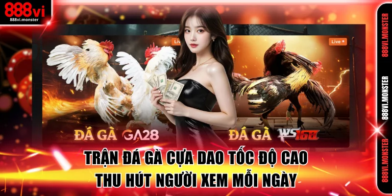 Trận đá gà cựa dao tốc độ cao thu hút người xem mỗi ngày